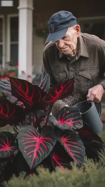 Black Hosta Seeds + 100 grams Organic Pot mix Free .