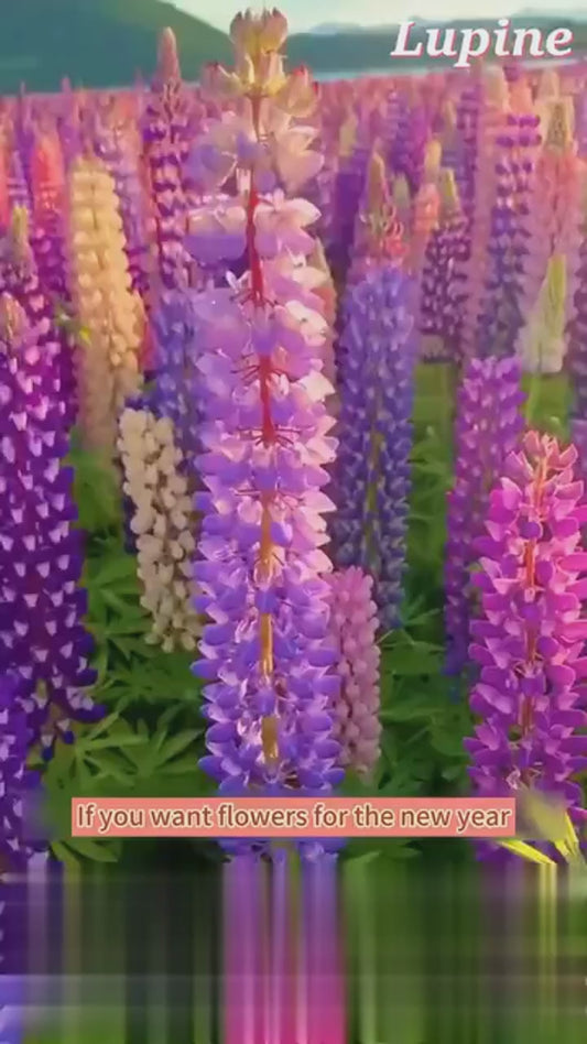 Lupine Blossoms - Seeds .