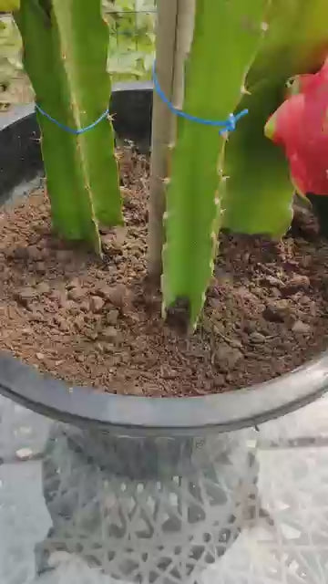 Multi-colored Dragon Fruit Seeds .