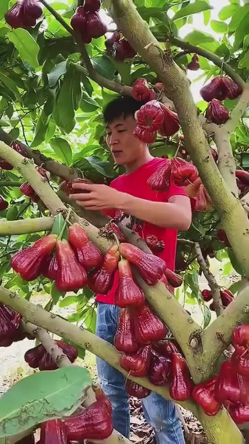 SUPER FRUITIVE Thai Wax Apple .