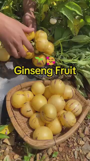 Ginseng Fruit Seeds .