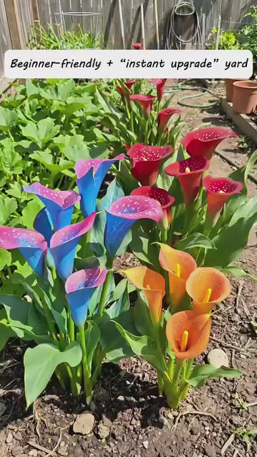 1 Bulb Calla Lily Seeds .