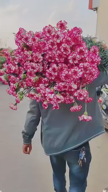 Carnation Seeds (Free Pot Mixture 100 gm) .