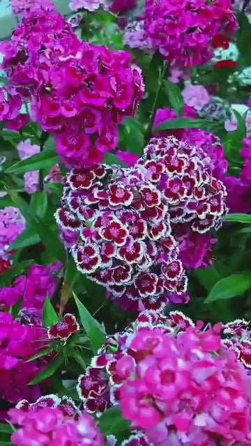 Dianthus Seeds (Free Pot Mixture 100 gm) .