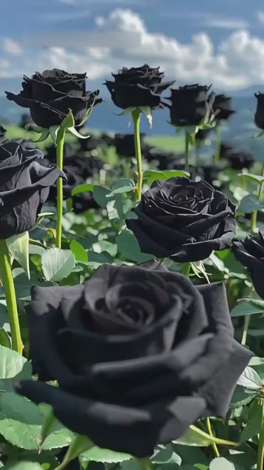 Black Rose Seeds (Pack of 20) with Plant Growth Serum