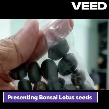 Premium Flower seeds