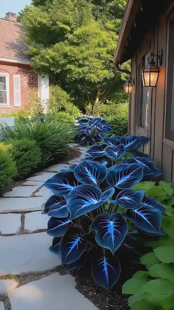 Blue Flame Hostas and Free Organic Pot Mix 100 Grams .