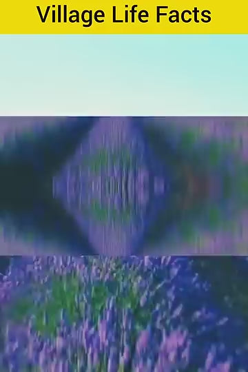 Lavender Seeds for Planting 350gm .