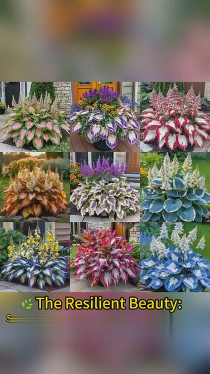 Shade-Tolerant and Cold-Hardy Hosta Flowers .
