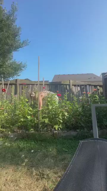 ZINNIA seeds pack of 1 (100 seeds approx) with Free Plant Growth Booster and Supplement Vol. 30ml