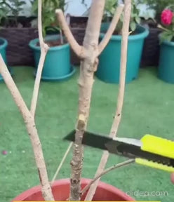 Plant Boost Liquid Biofertilizer for All Crops,Organic ( Buy Two Get Two Free )