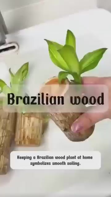 Brazilian Lucky Wood, Mini Home Plant Decorations .